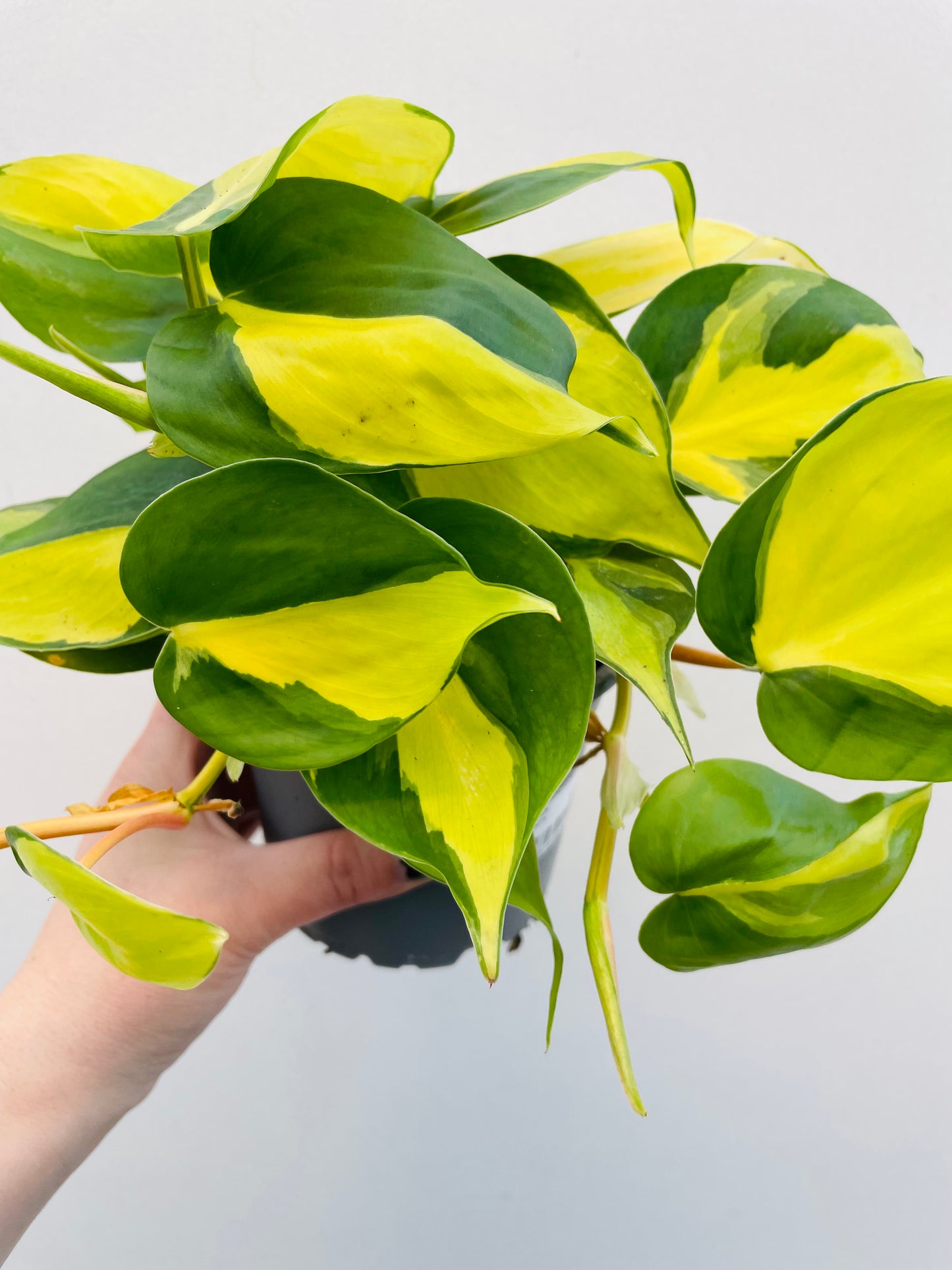 Bilde av Philodendron ‘Brasil’-Spanne Plantesalg