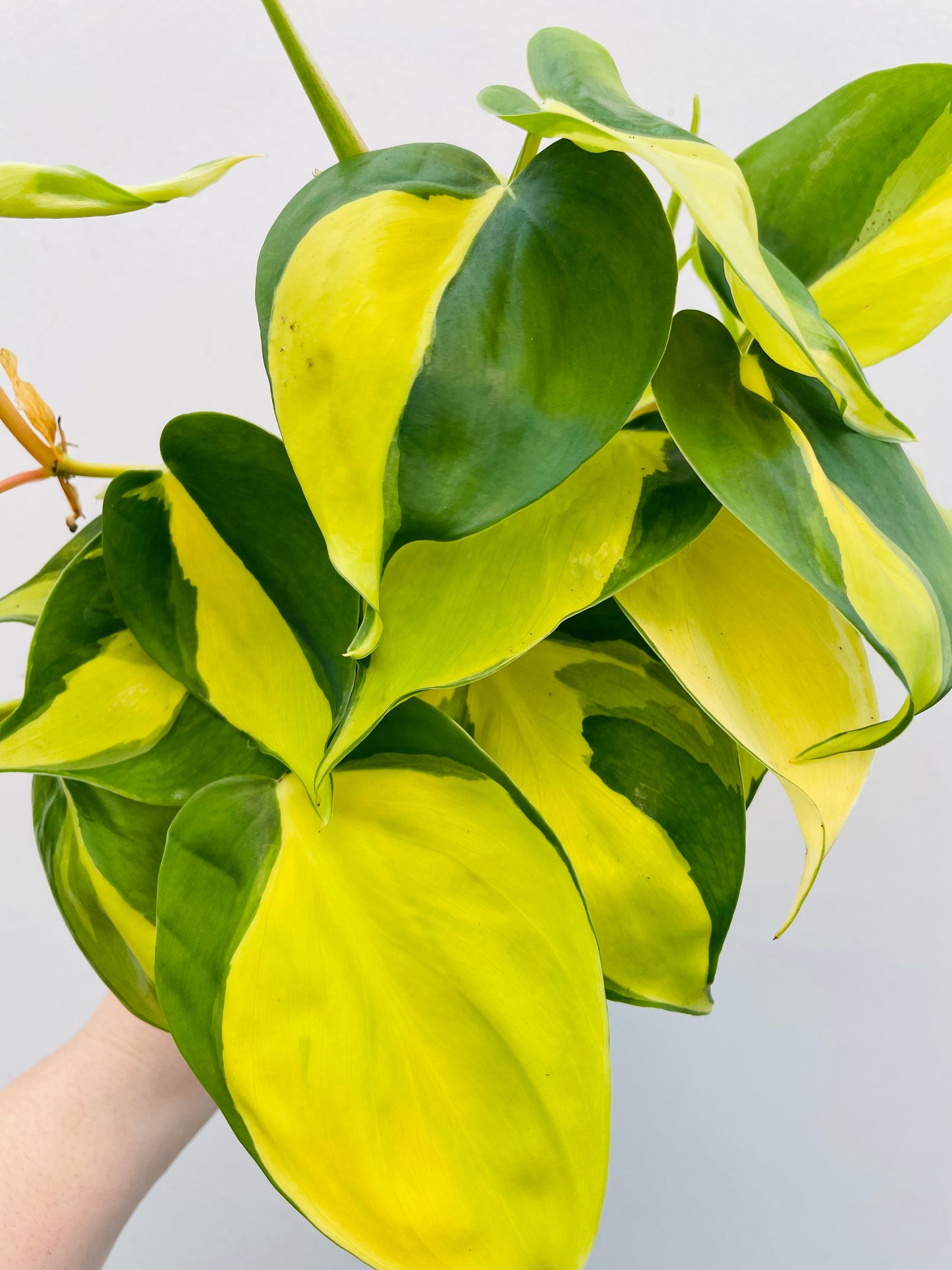 Bilde av Philodendron ‘Brasil’-Spanne Plantesalg