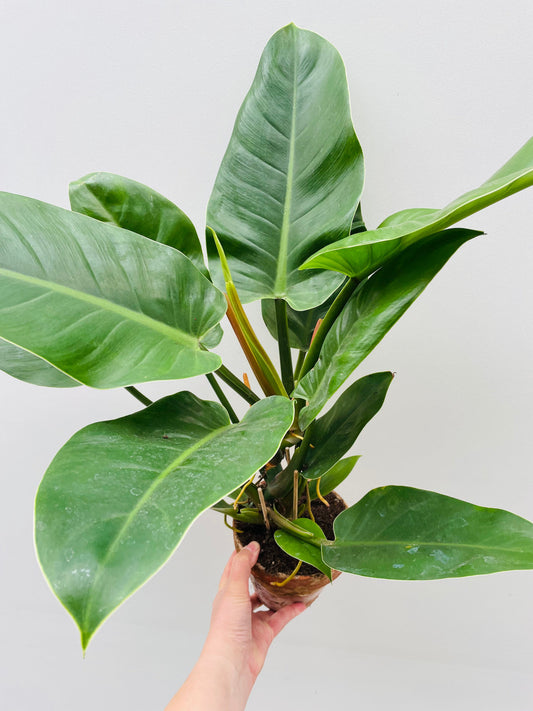 Bilde av Philodendron erubescens 14 cm terracotta potte-Spanne Plantesalg