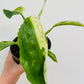 Bilde av Philodendron ‘Jose Buono’-Spanne Plantesalg