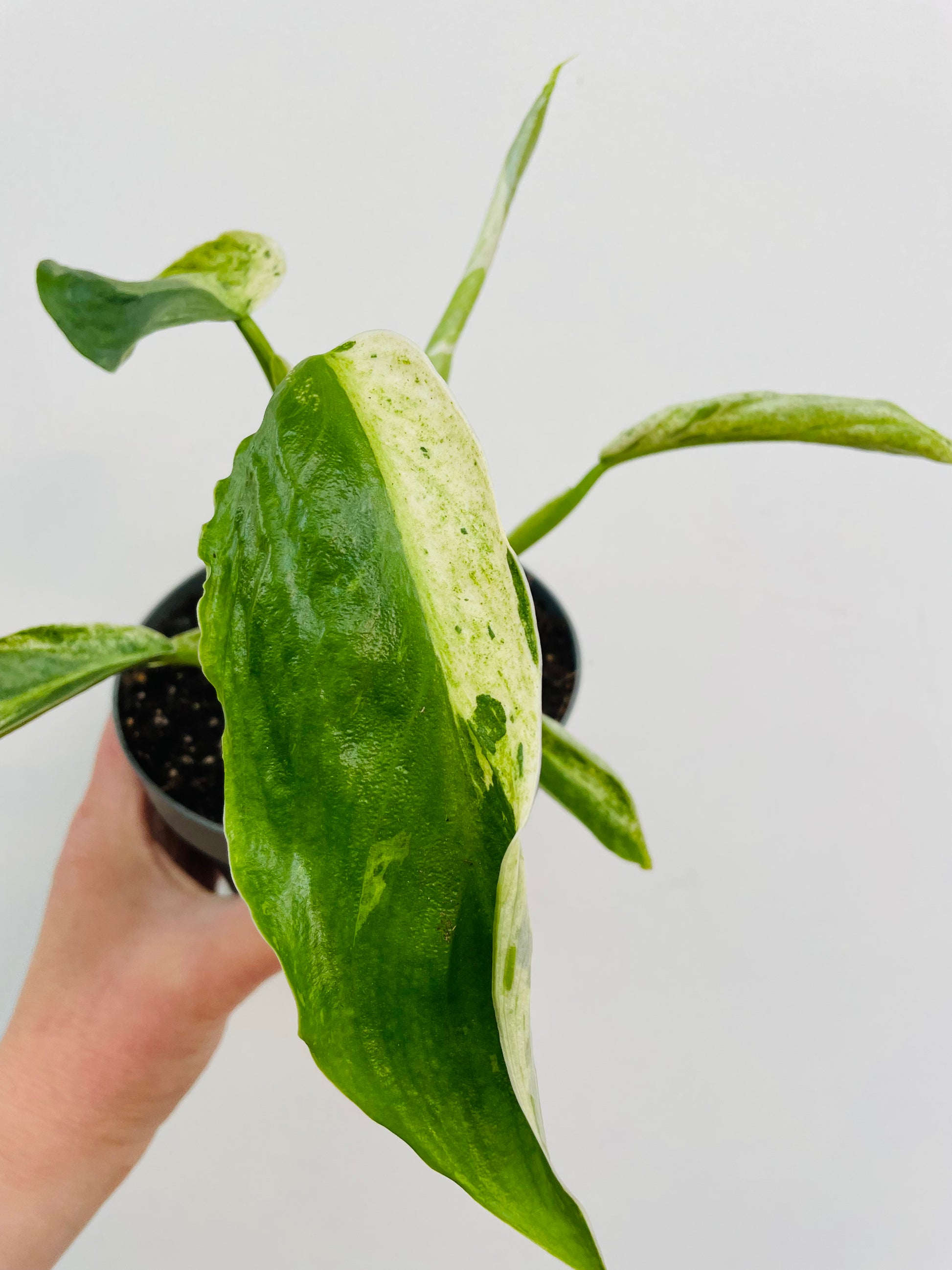 Bilde av Philodendron ‘Jose Buono’-Spanne Plantesalg