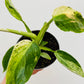 Bilde av Philodendron ‘Jose Buono’-Spanne Plantesalg