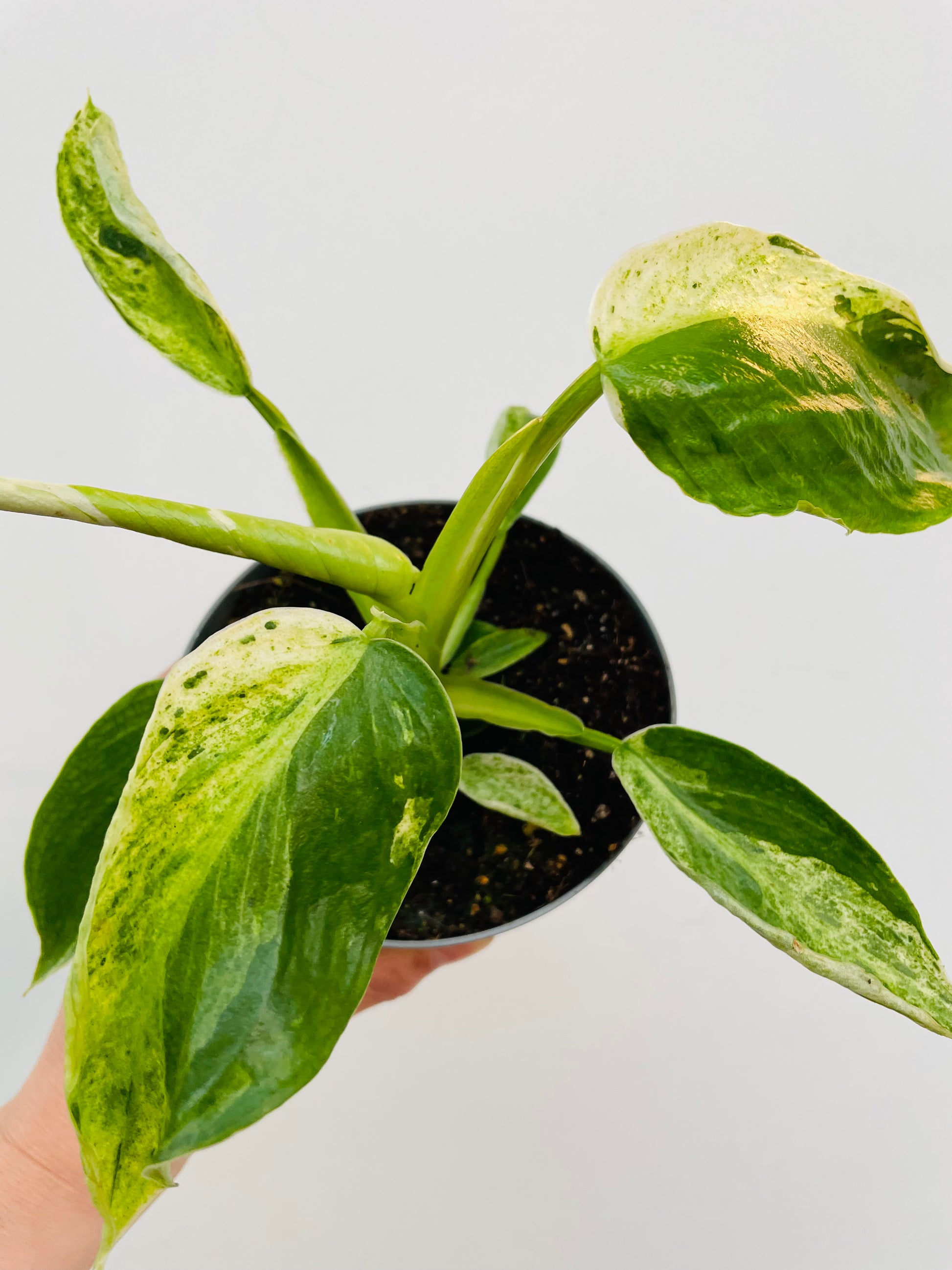 Bilde av Philodendron ‘Jose Buono’-Spanne Plantesalg