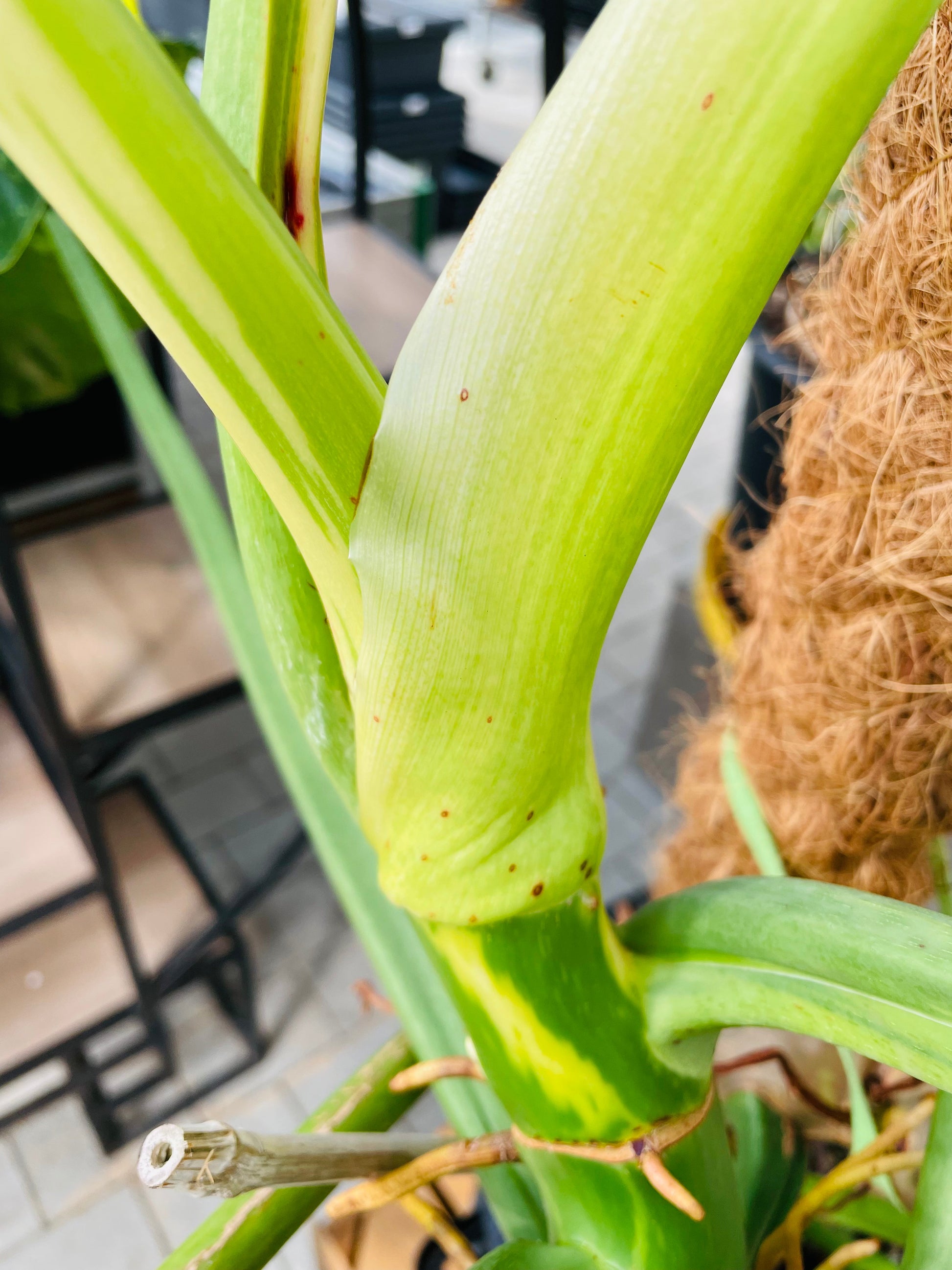 Bilde av Philodendron Jose Buono toppstikling-Spanne Plantesalg