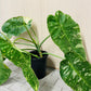 Bilde av Philodendron ‘Jose Buono’ toppstikling-Spanne Plantesalg