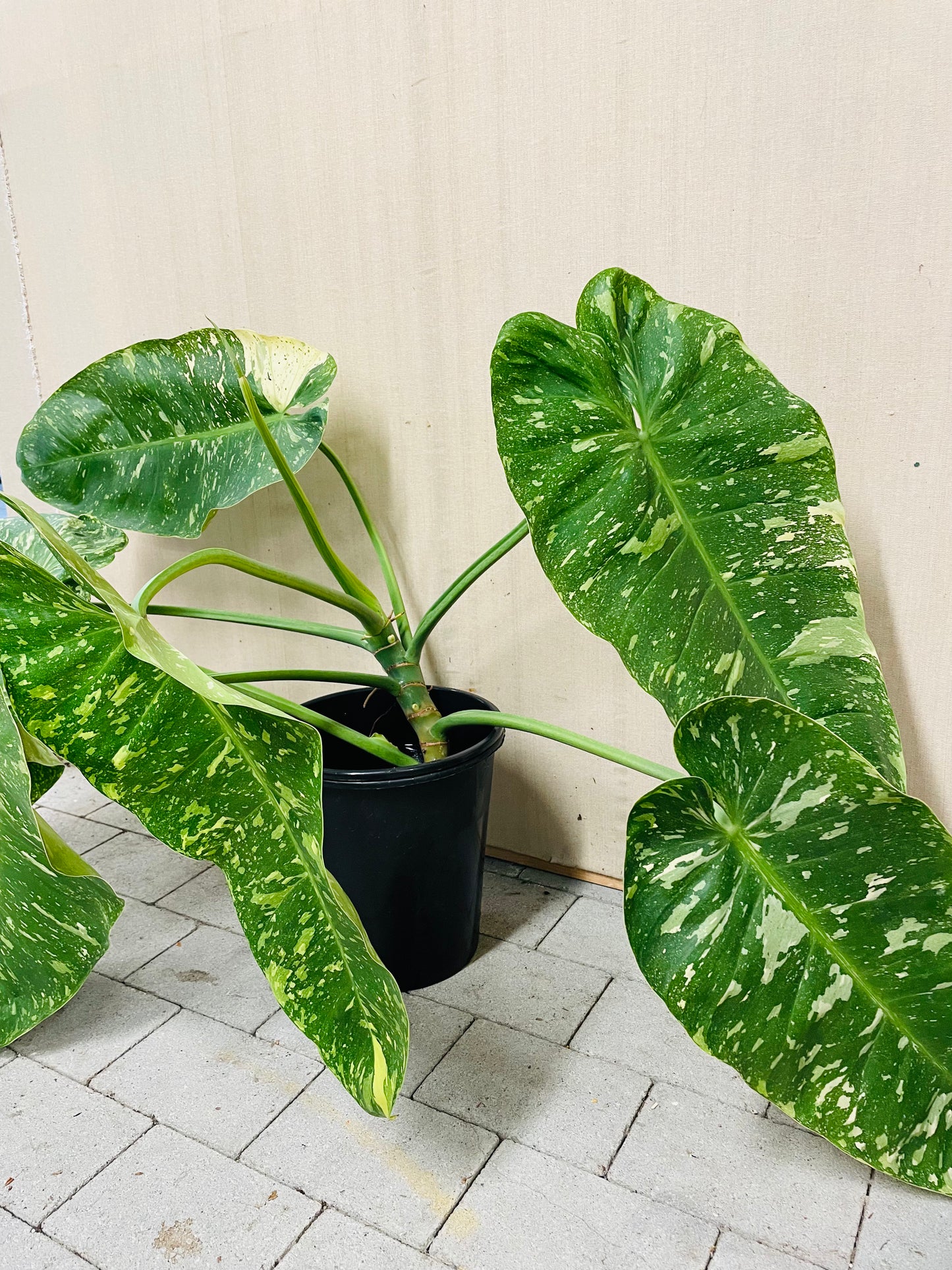 Bilde av Philodendron ‘Jose Buono’ toppstikling-Spanne Plantesalg