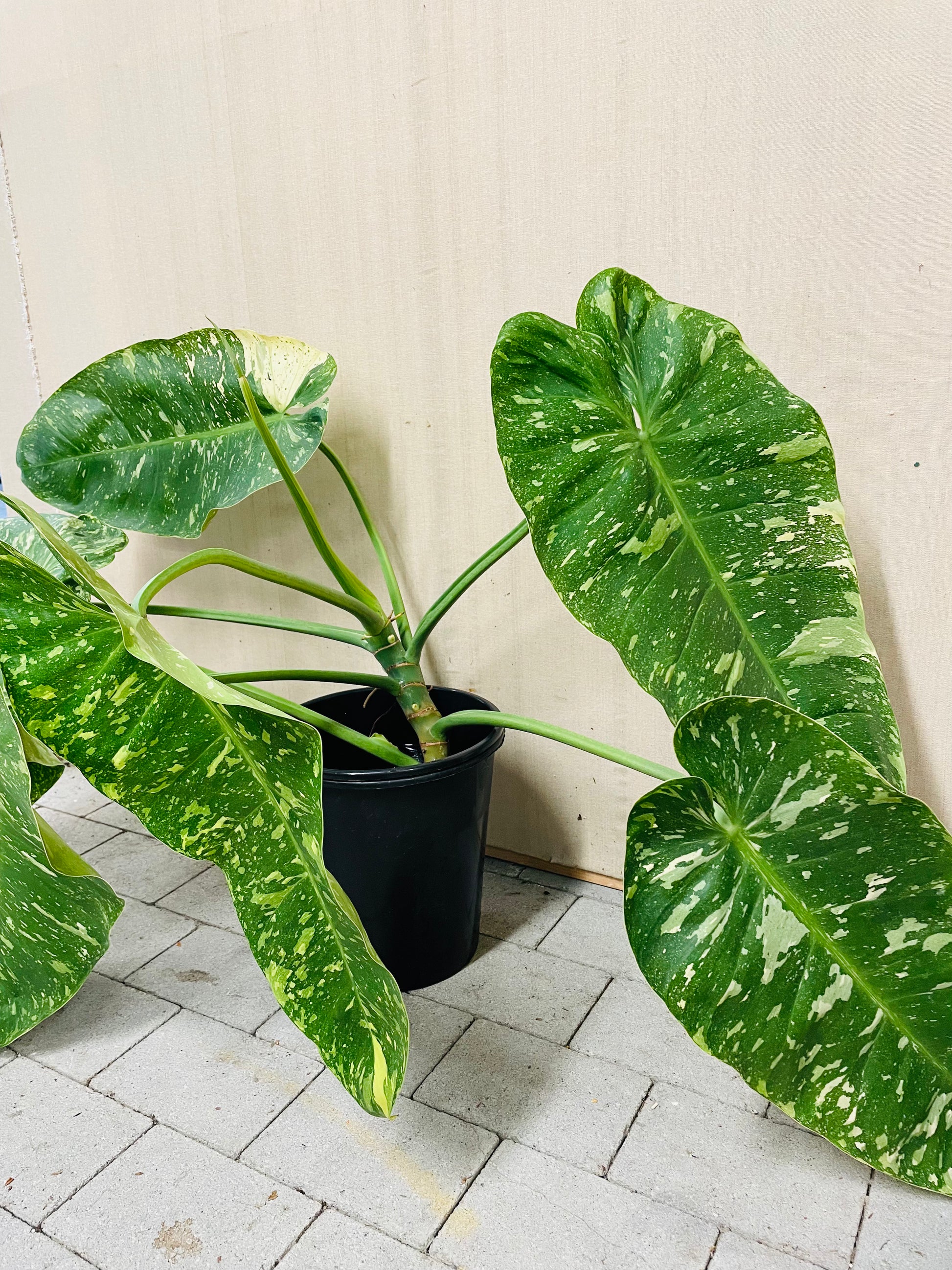 Bilde av Philodendron ‘Jose Buono’ toppstikling-Spanne Plantesalg