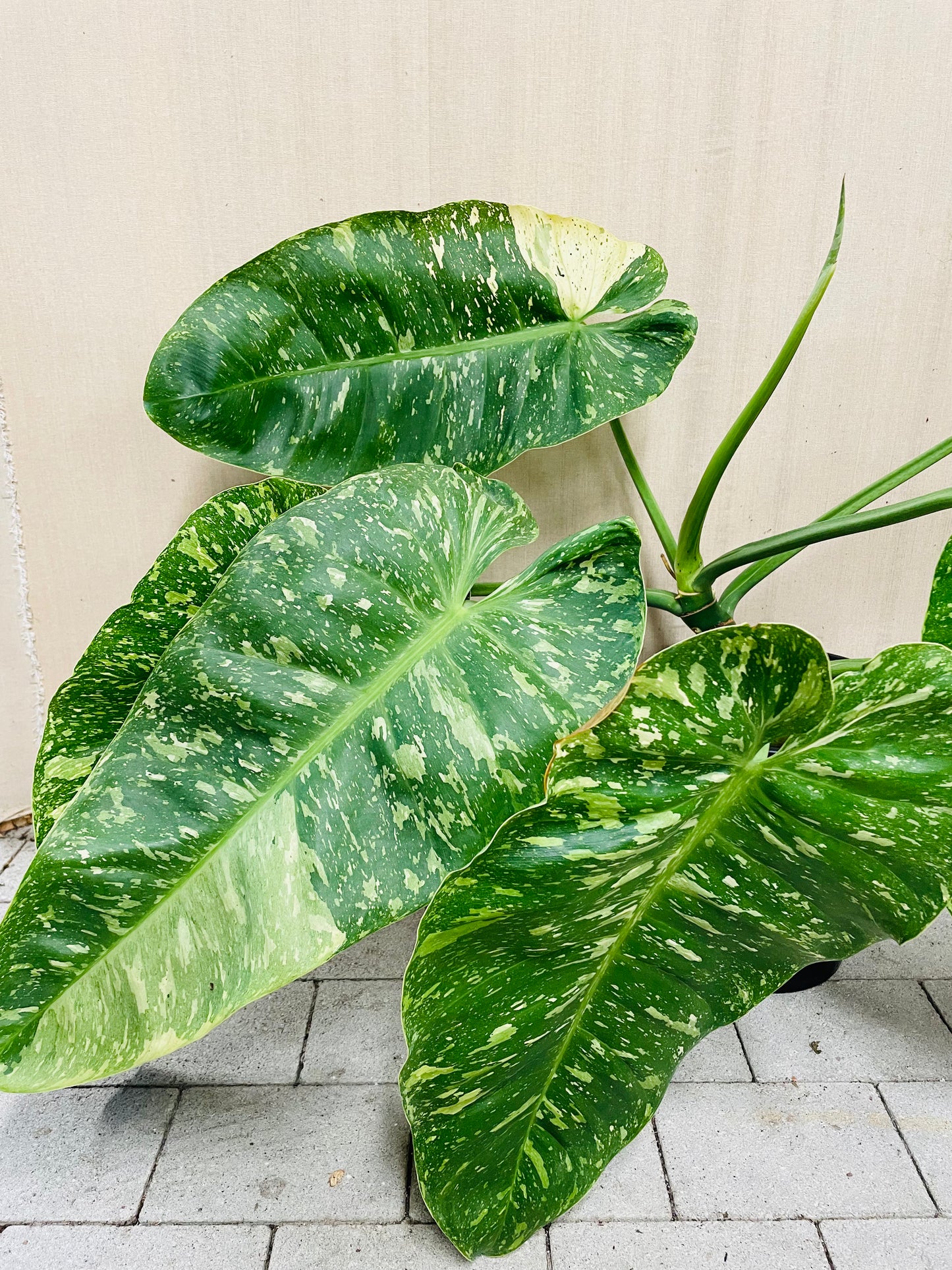 Bilde av Philodendron ‘Jose Buono’ toppstikling-Spanne Plantesalg