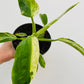 Bilde av Philodendron ‘Jose Buono’-Spanne Plantesalg