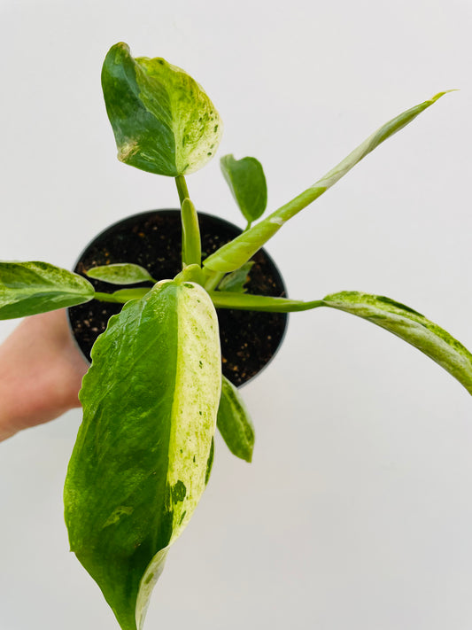 Bilde av Philodendron ‘Jose Buono’-Spanne Plantesalg