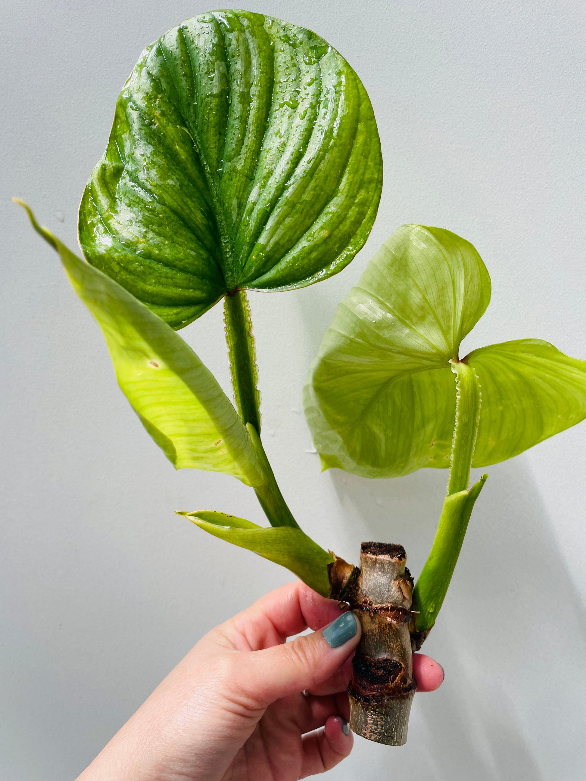 Bilde av Philodendron mamei stikling-Spanne Plantesalg