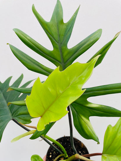 Bilde av Philodendron mayoi-Spanne Plantesalg