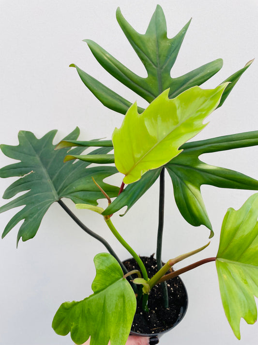 Bilde av Philodendron mayoi-Spanne Plantesalg
