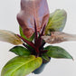 Bilde av Philodendron ‘Red Sun’-Spanne Plantesalg