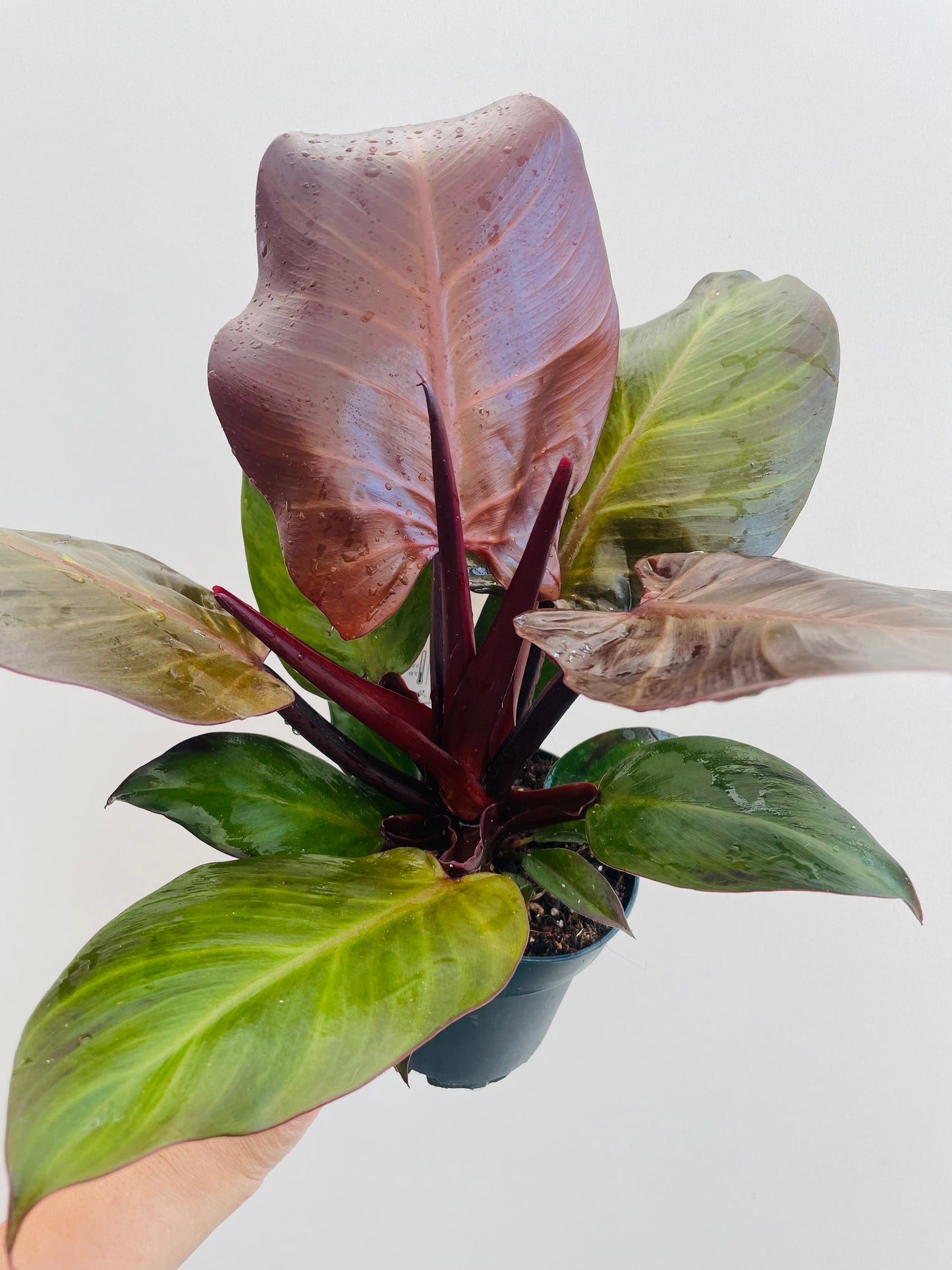 Bilde av Philodendron ‘Red Sun’-Spanne Plantesalg