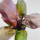 Bilde av Philodendron ‘Red Sun’-Spanne Plantesalg