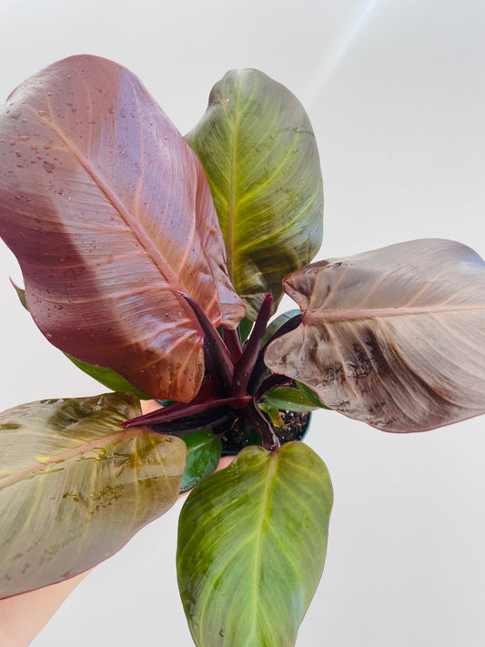 Bilde av Philodendron ‘Red Sun’-Spanne Plantesalg