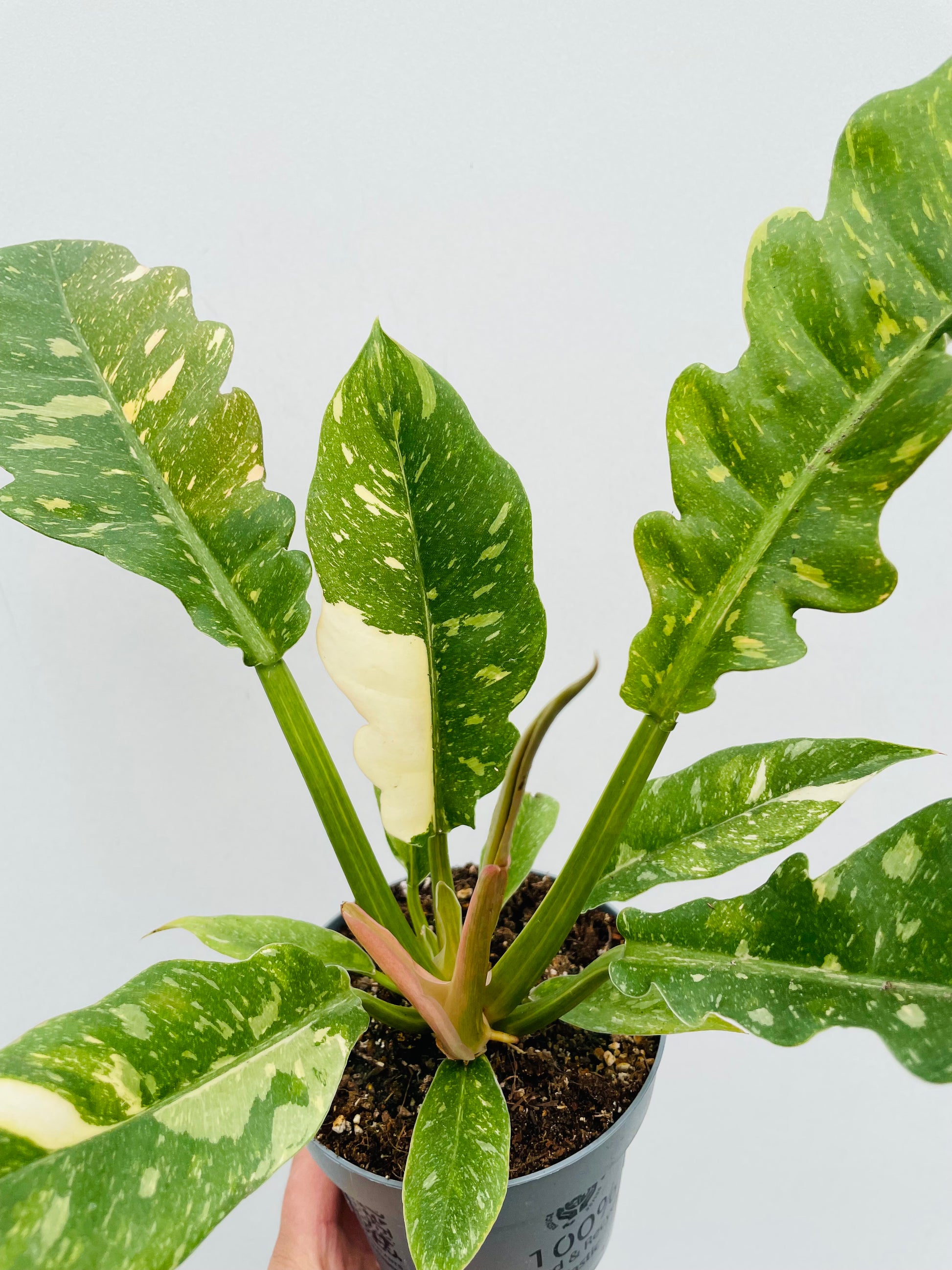 Bilde av Philodendron ‘Ring Of Fire’-Spanne Plantesalg