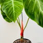 Bilde av Philodendron rubrojuvenile (El Choco Red) 22 cm potte-Spanne Plantesalg