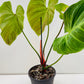 Bilde av Philodendron rubrojuvenile (El Choco Red) 22 cm potte-Spanne Plantesalg