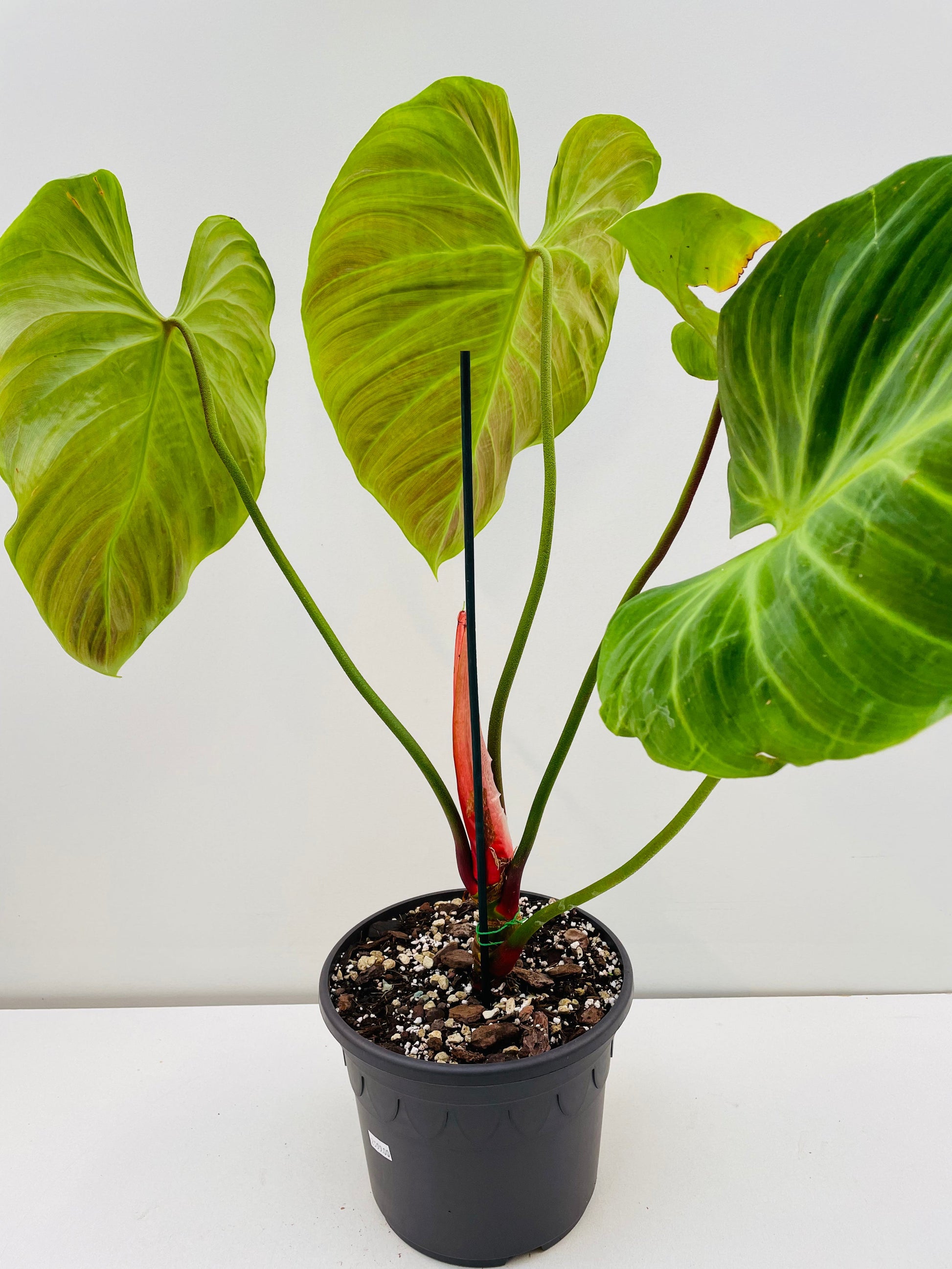 Bilde av Philodendron rubrojuvenile (El Choco Red) 22 cm potte-Spanne Plantesalg