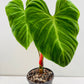 Bilde av Philodendron rubrojuvenile (El Choco Red) 22 cm potte-Spanne Plantesalg