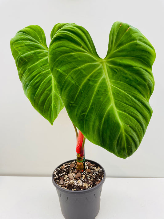 Bilde av Philodendron rubrojuvenile (El Choco Red) 22 cm potte-Spanne Plantesalg