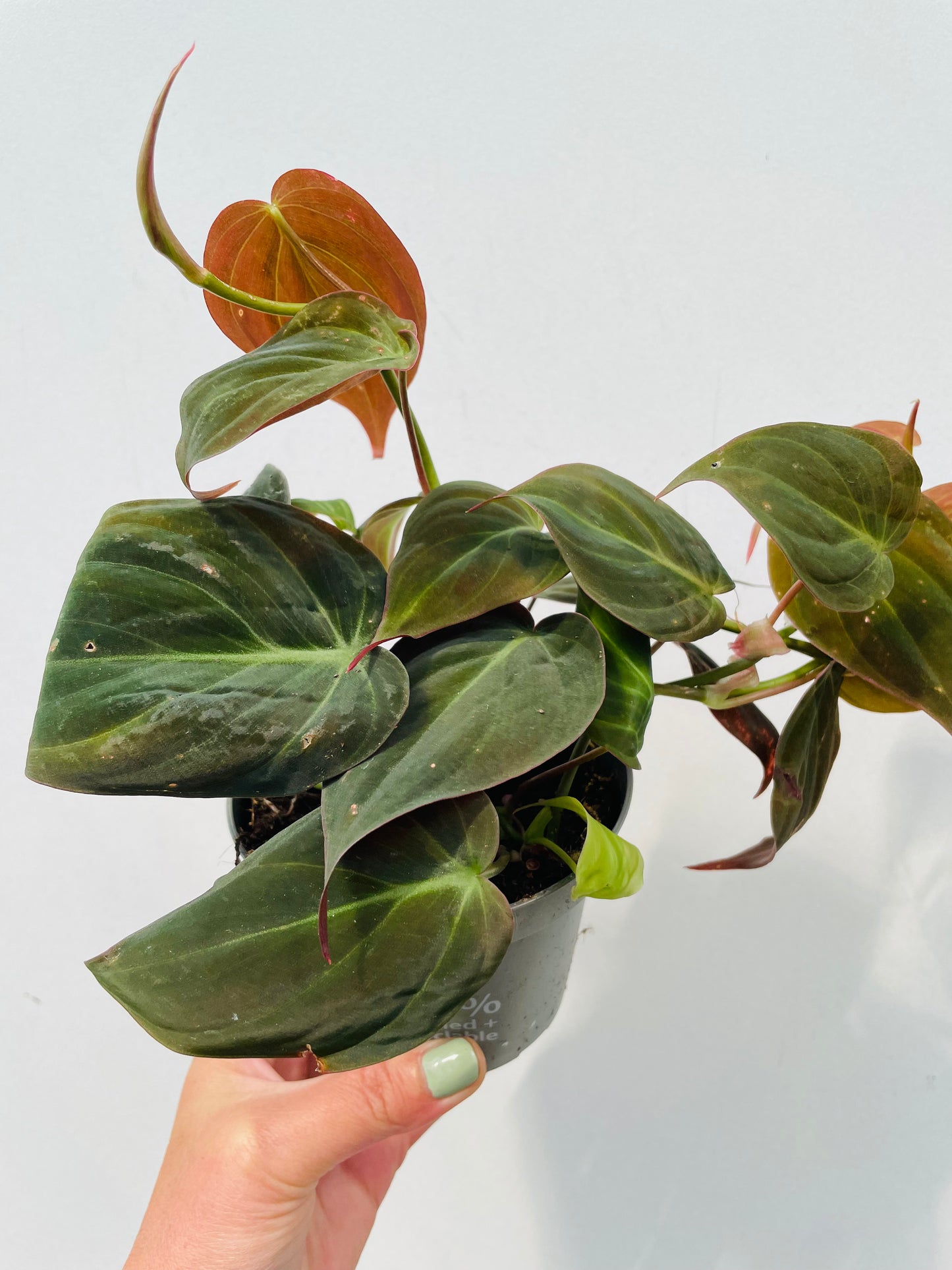 Bilde av Philodendron scandens 'Micans'-Spanne Plantesalg