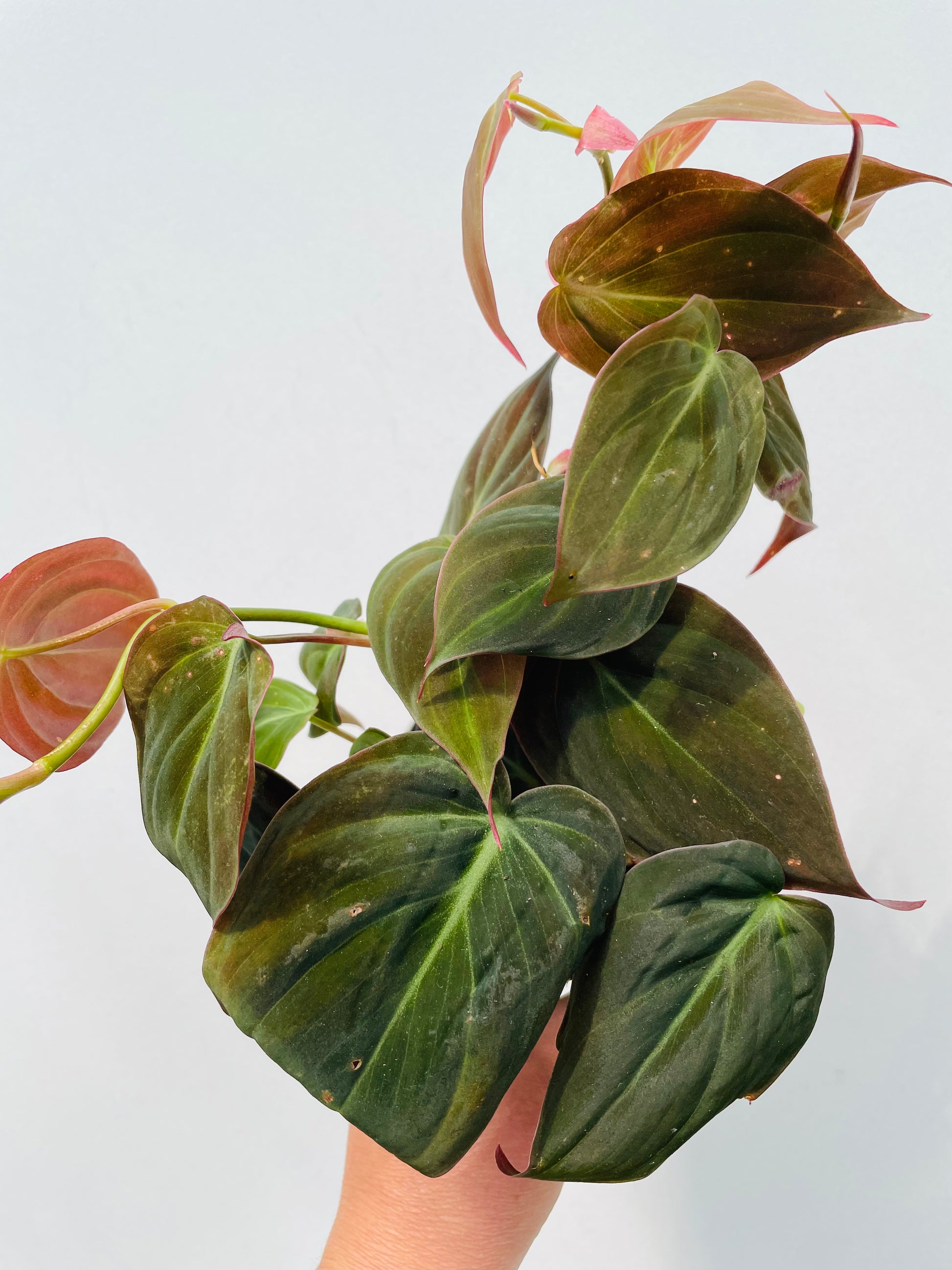 Bilde av Philodendron scandens 'Micans'-Spanne Plantesalg