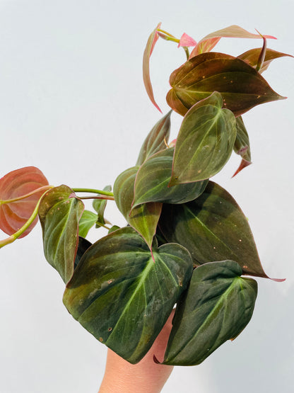 Bilde av Philodendron scandens 'Micans'-Spanne Plantesalg