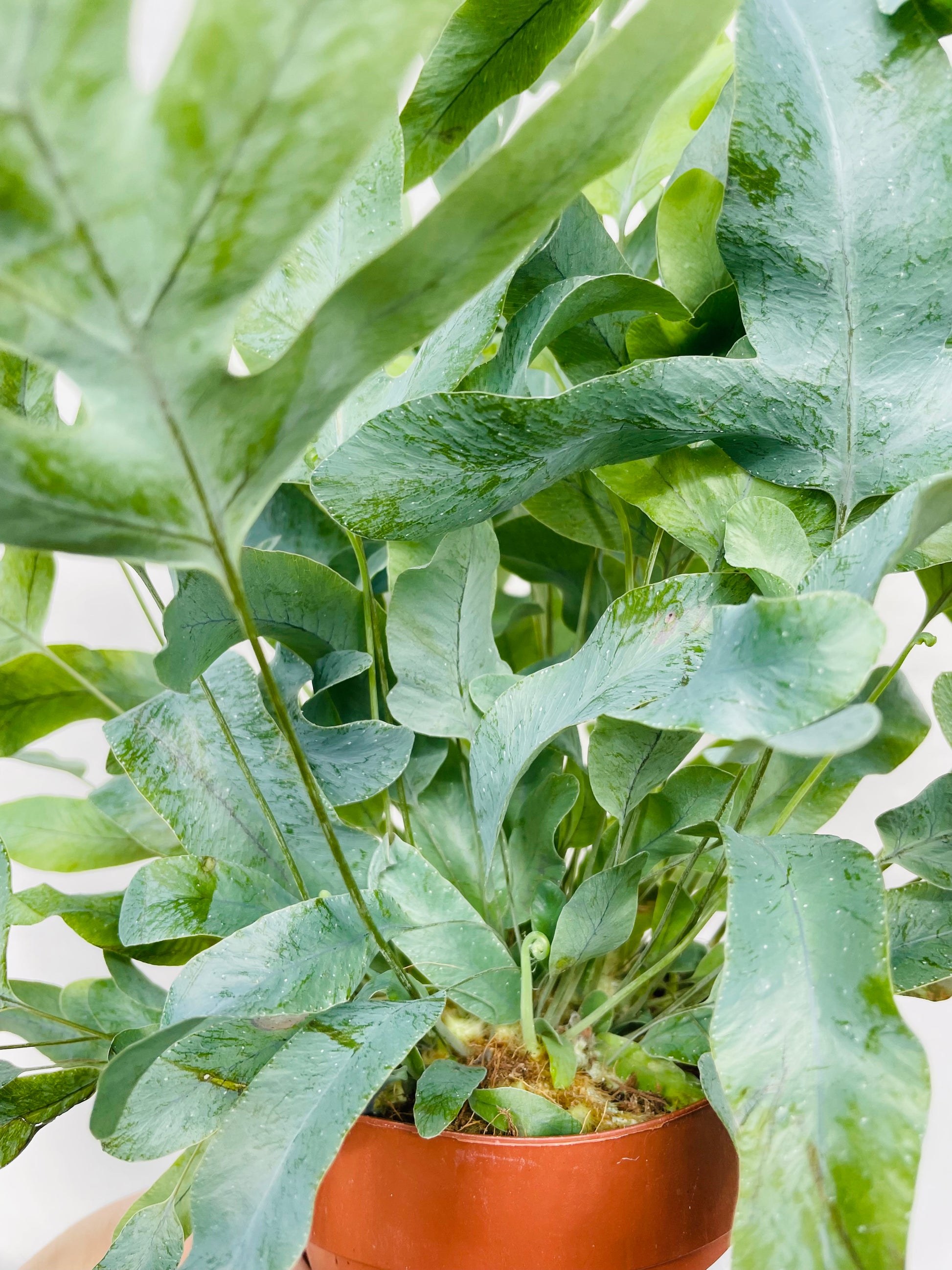 Bilde av Phlebodium aureum ‘Blue Star’-Spanne Plantesalg