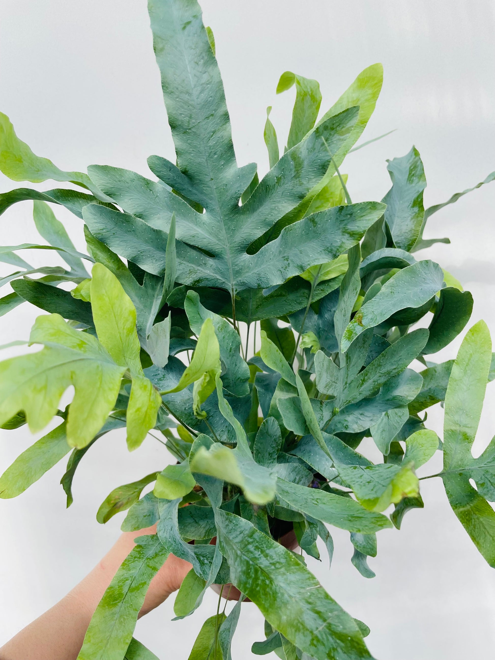 Bilde av Phlebodium aureum ‘Blue Star’-Spanne Plantesalg
