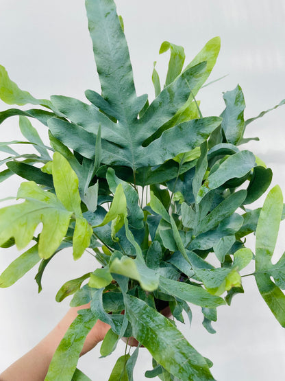 Bilde av Phlebodium aureum ‘Blue Star’-Spanne Plantesalg