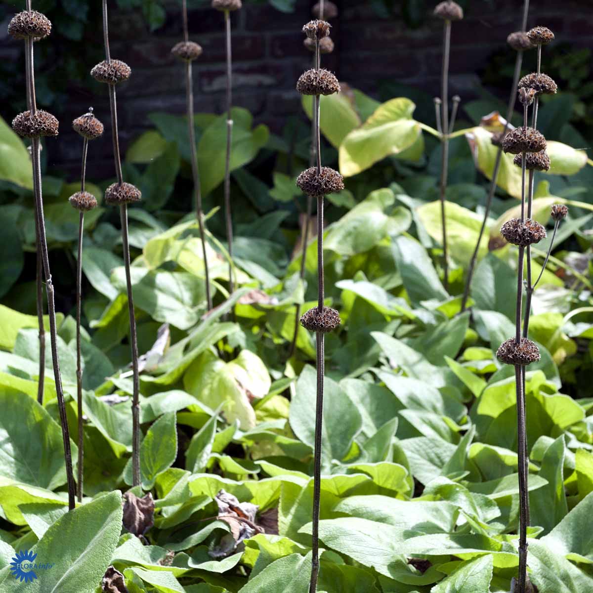 Bilde av Phlomis russeliana-Spanne Plantesalg