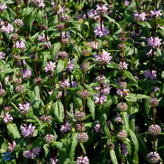 Bilde av Phlomis tuberosa 'Amazone'-Spanne Plantesalg