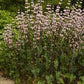 Bilde av PHLOMIS TUBEROSA-Spanne Plantesalg