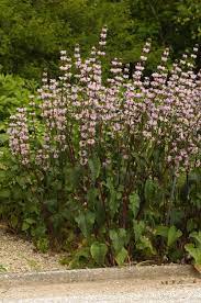 Bilde av PHLOMIS TUBEROSA-Spanne Plantesalg