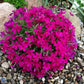 Bilde av Phlox douglasii 'Crackerjack'-Spanne Plantesalg