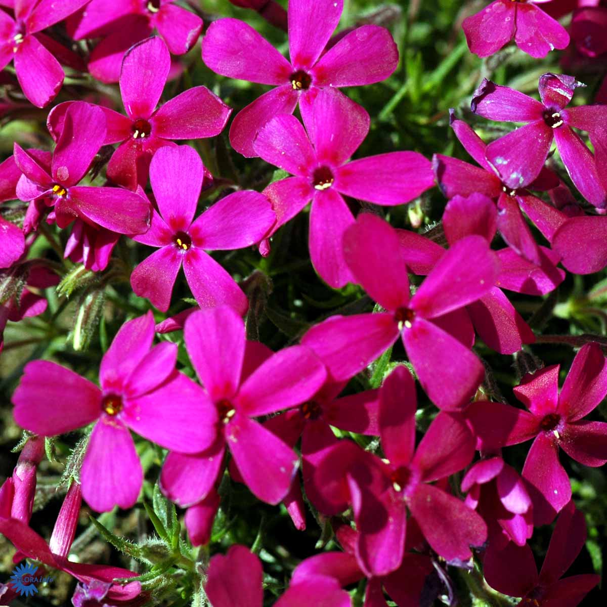 Bilde av Phlox douglasii 'Crackerjack'-Spanne Plantesalg