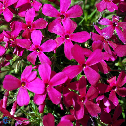 Bilde av Phlox douglasii 'Crackerjack'-Spanne Plantesalg