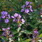 Bilde av Phlox (P) 'Blue Paradise'-Spanne Plantesalg