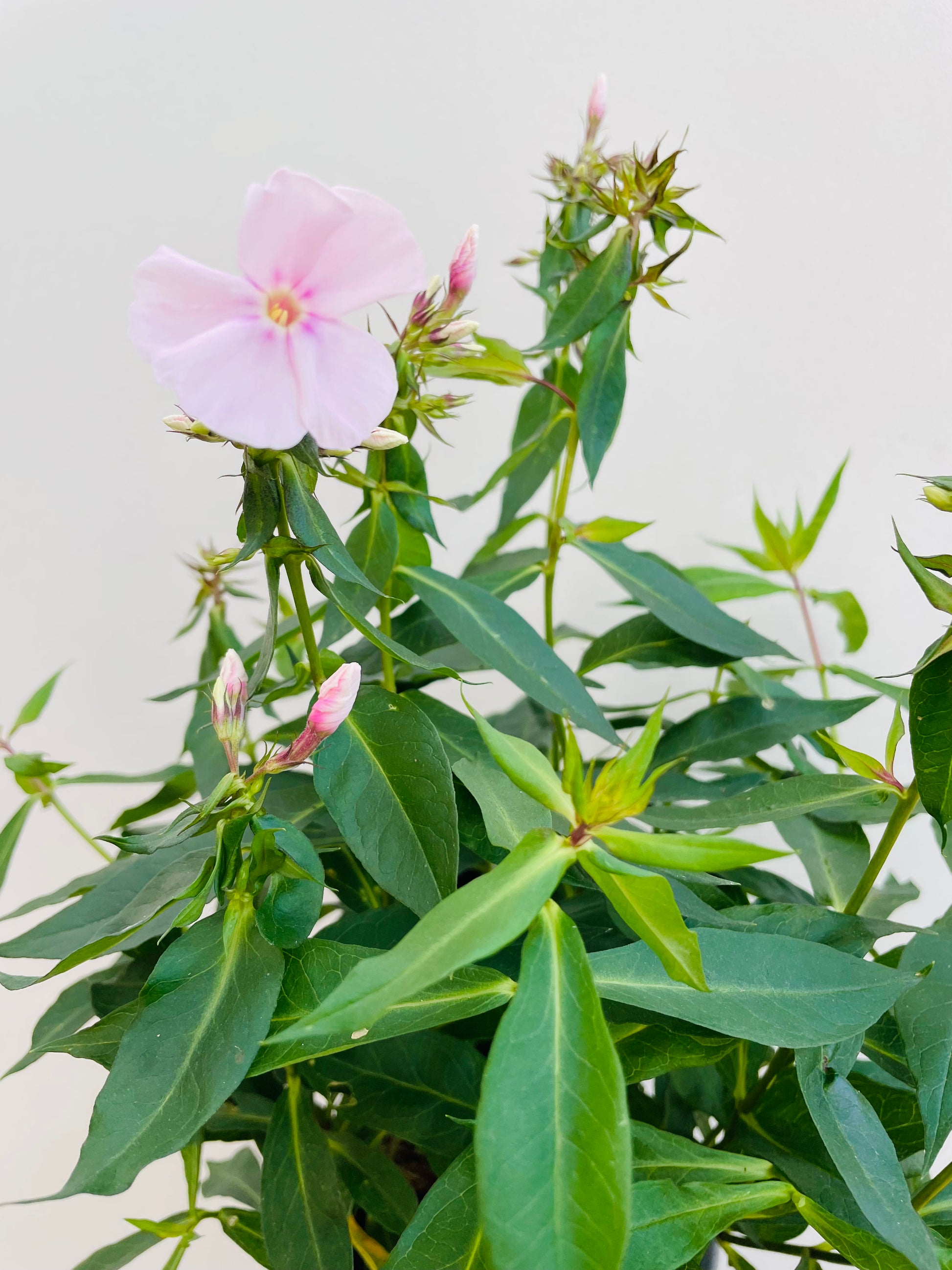 Bilde av PHLOX PAN 'Sweet Summer® Sensation'-Spanne Plantesalg