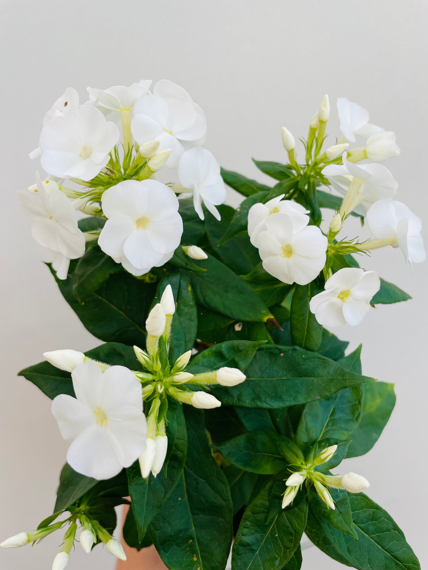 Bilde av PHLOX PAN 'Sweet Summer® Snow'™-Spanne Plantesalg
