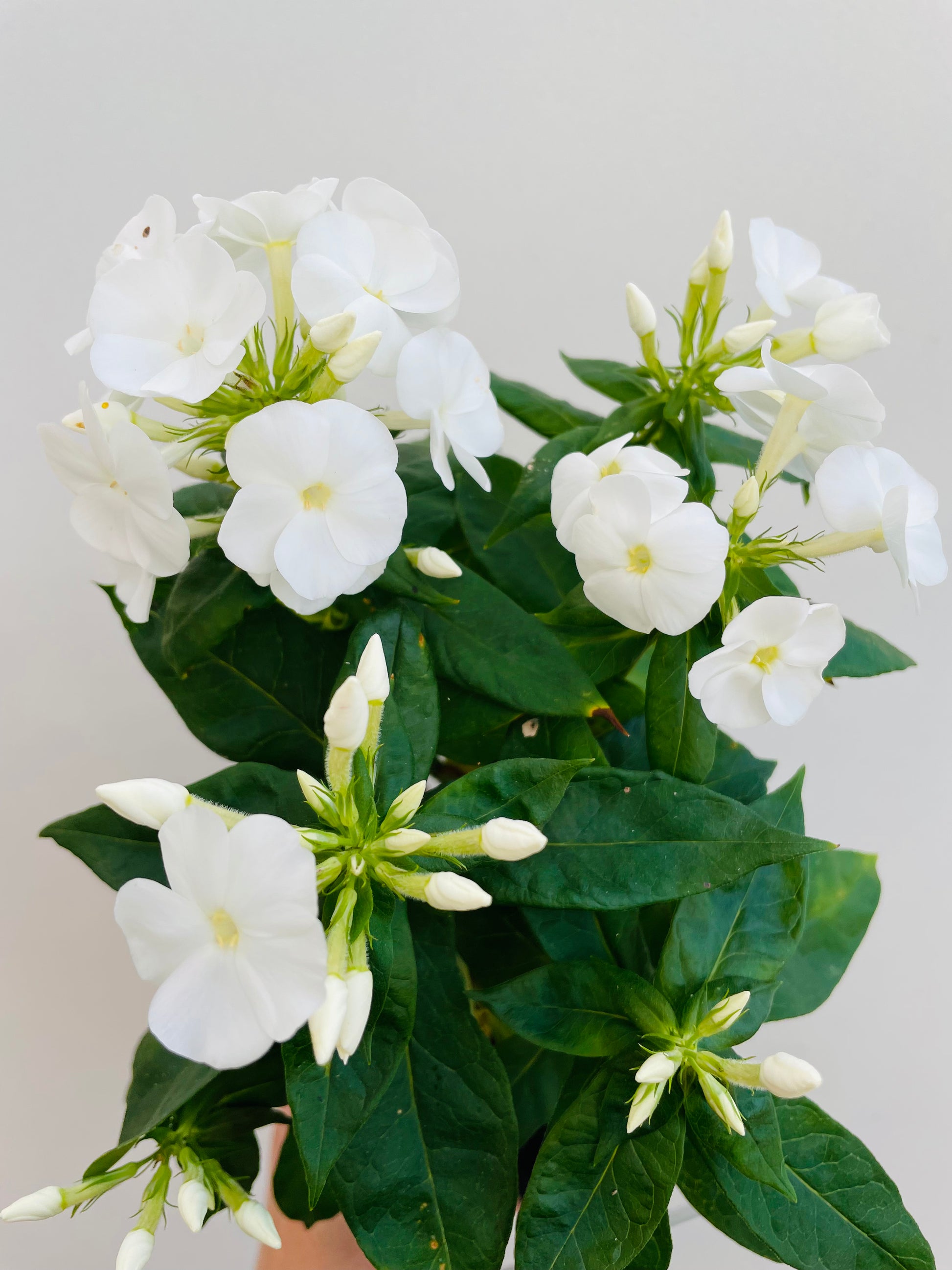 Bilde av PHLOX PAN 'Sweet Summer® Snow'™-Spanne Plantesalg