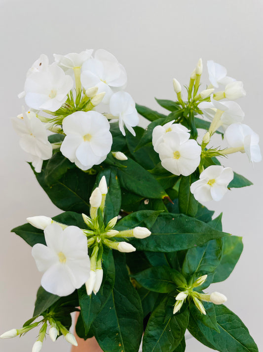 Bilde av PHLOX PAN 'Sweet Summer® Snow'™-Spanne Plantesalg