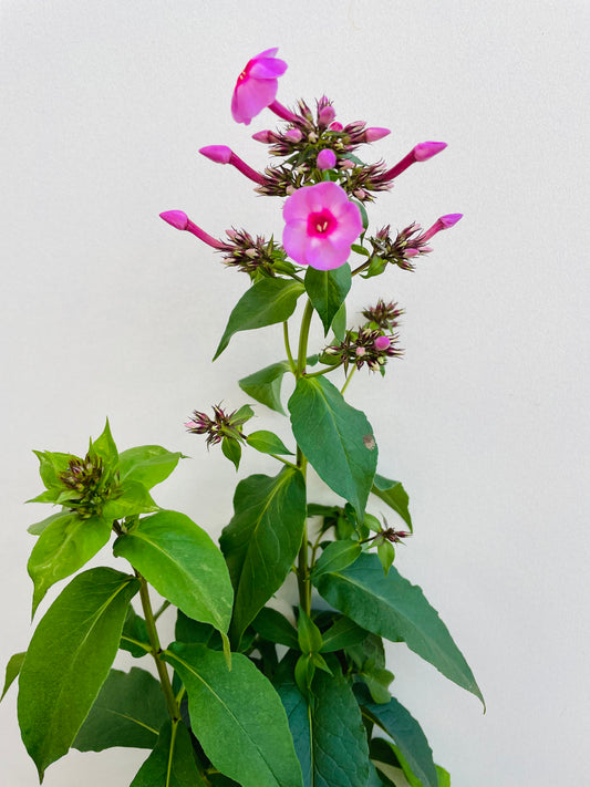 Bilde av PHLOX PAN. 'Morfar Albert'-Spanne Plantesalg