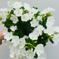 Bilde av Phlox paniculata-Spanne Plantesalg