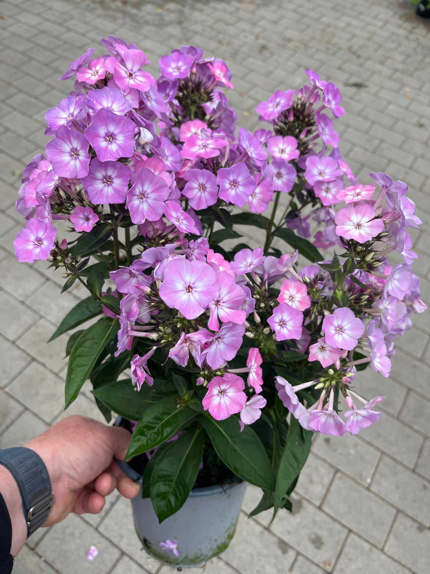 Bilde av Phlox paniculata-Spanne Plantesalg
