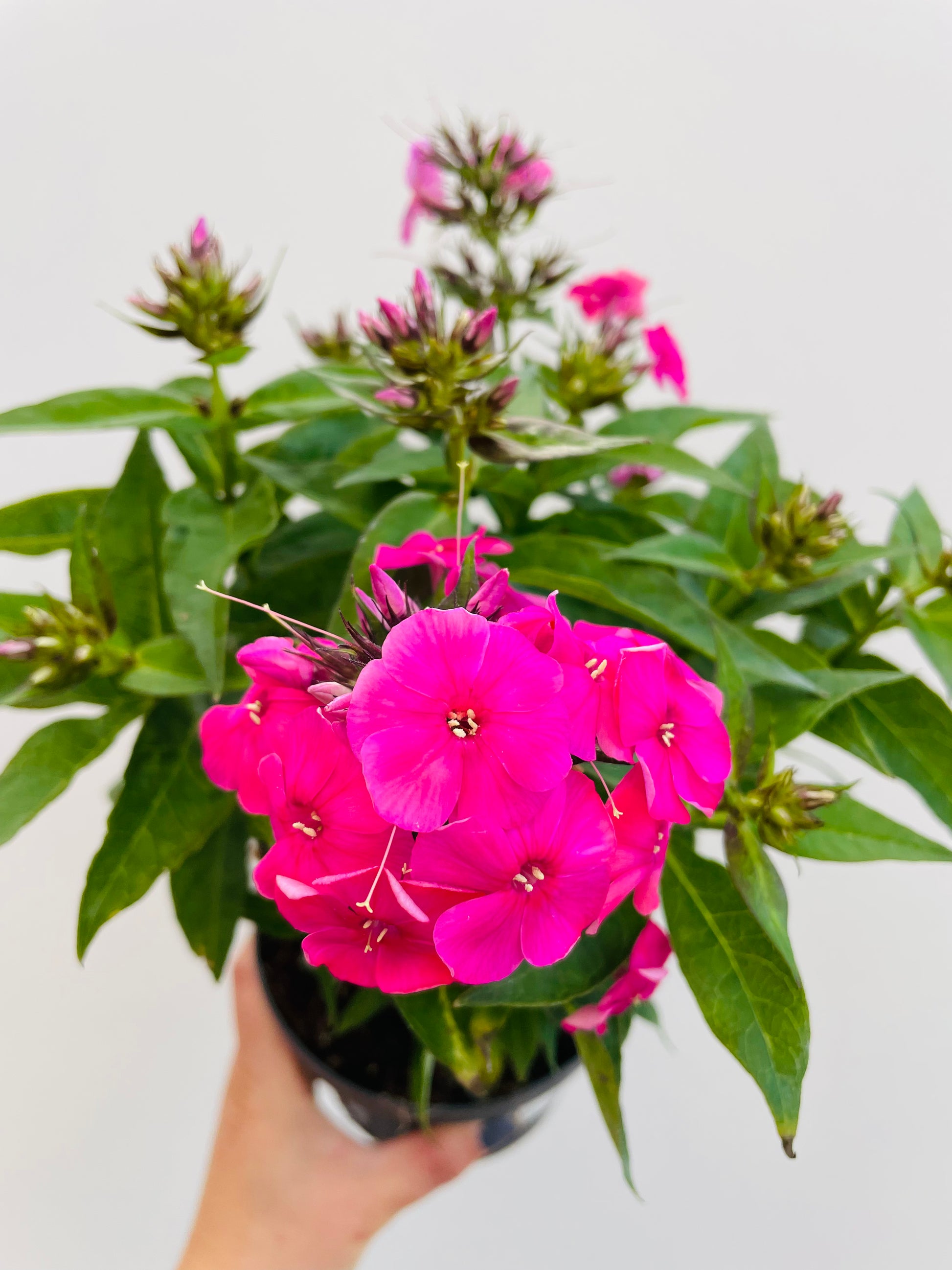 Bilde av Phlox paniculata-Spanne Plantesalg