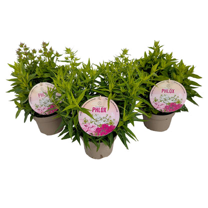 Phlox paniculata